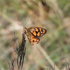 Heteronympha penelope at Cotter River, ACT - 9 Mar 2025 by DavidDedenczuk