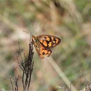 Heteronympha penelope at Cotter River, ACT - 9 Mar 2025 01:31 PM