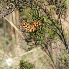Heteronympha penelope at Cotter River, ACT - 9 Mar 2025 01:31 PM