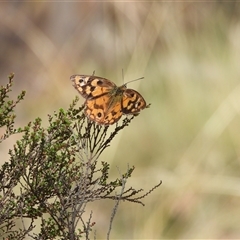 Heteronympha penelope at Cotter River, ACT - 9 Mar 2025 01:31 PM