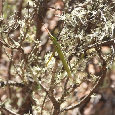 Acrida conica (Giant green slantface) at Cotter River, ACT - 9 Mar 2025 by DavidDedenczuk