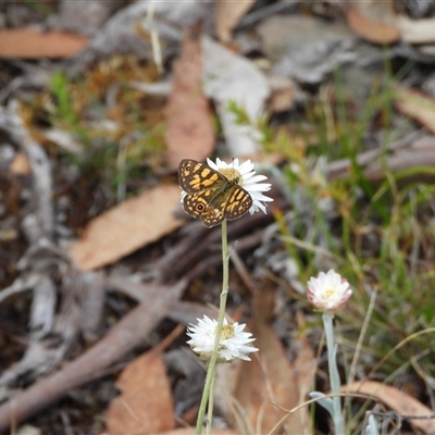 Oreixenica correae at Cotter River, ACT - 9 Mar 2025 by DavidDedenczuk