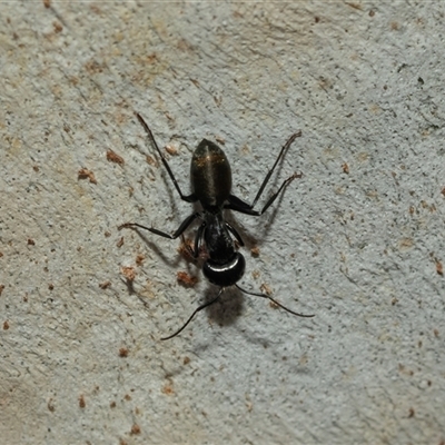 Camponotus aeneopilosus (A Golden-tailed sugar ant) at Scullin, ACT - 10 Mar 2025 by AlisonMilton