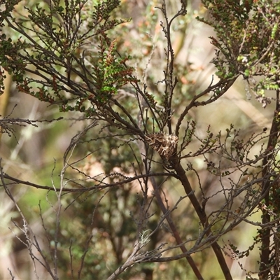 Chrysolarentia interruptata (Boxed Carpet Moth) at Cotter River, ACT - 9 Mar 2025 by DavidDedenczuk