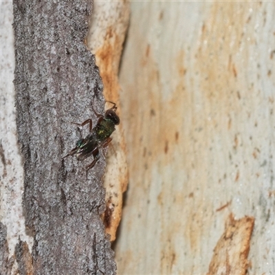 Chalcidoidea (superfamily) (A gall wasp or Chalcid wasp) at Scullin, ACT - 10 Mar 2025 by AlisonMilton