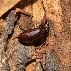 Unidentified Darkling beetle (Tenebrionidae) at Scullin, ACT - 10 Mar 2025 by AlisonMilton