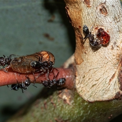 Iridomyrmex sp. (genus) (Ant) at Scullin, ACT - 10 Mar 2025 by AlisonMilton