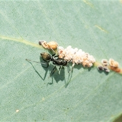 Camponotus aeneopilosus (A Golden-tailed sugar ant) at Bruce, ACT - 6 Mar 2025 by AlisonMilton