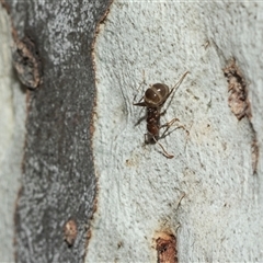 Papyrius sp. (genus) (A Coconut Ant) at Scullin, ACT - 10 Mar 2025 by AlisonMilton