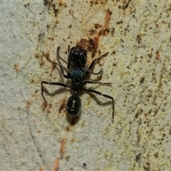 Rhytidoponera metallica (Greenhead ant) at Scullin, ACT - 10 Mar 2025 by AlisonMilton