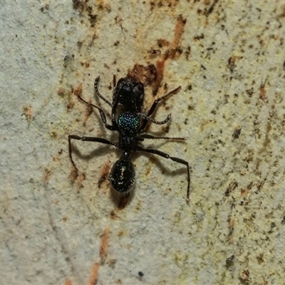 Rhytidoponera metallica (Greenhead ant) at Scullin, ACT - 10 Mar 2025 by AlisonMilton