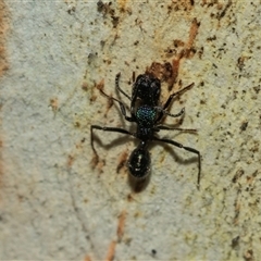 Rhytidoponera metallica at Scullin, ACT - 10 Mar 2025 01:25 PM