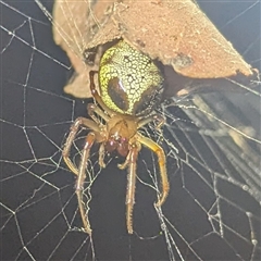 Phonognatha graeffei at Kambah, ACT - suppressed