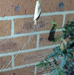 Phonognatha graeffei at Kambah, ACT - suppressed