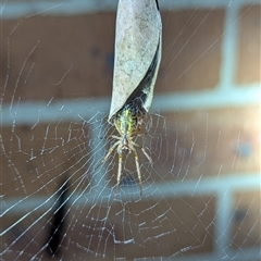 Phonognatha graeffei at Kambah, ACT - suppressed