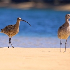 Numenius madagascariensis at Moruya, NSW - suppressed