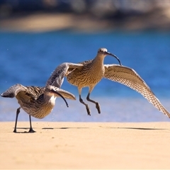 Numenius madagascariensis at Moruya, NSW - suppressed