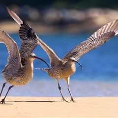 Numenius madagascariensis at Moruya, NSW - suppressed
