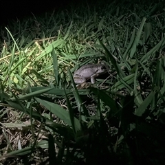 Litoria peronii at Page, ACT - 13 Mar 2025 08:35 PM