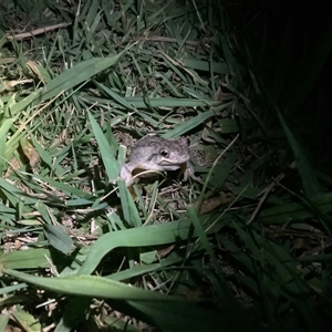 Litoria peronii at Page, ACT - 13 Mar 2025 08:35 PM