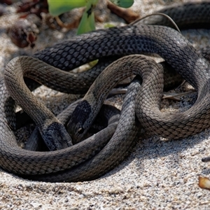 Drysdalia rhodogaster at Maloneys Beach, NSW - 12 Mar 2025 02:27 PM