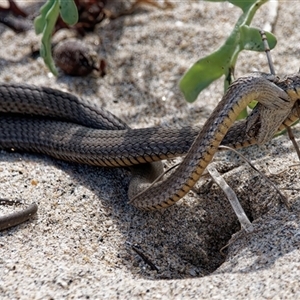 Drysdalia rhodogaster at Maloneys Beach, NSW - 12 Mar 2025 02:27 PM