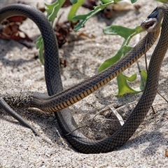 Drysdalia rhodogaster at Maloneys Beach, NSW - 12 Mar 2025 02:27 PM