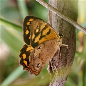 Heteronympha paradelpha at Maloneys Beach, NSW - 12 Mar 2025 02:04 PM