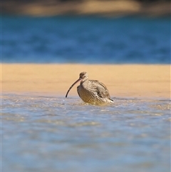 Numenius madagascariensis at Moruya, NSW - suppressed