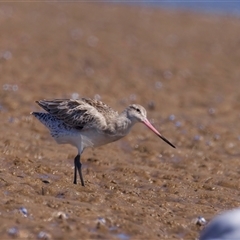 Limosa lapponica at Moruya Heads, NSW - 13 Mar 2025 12:56 PM