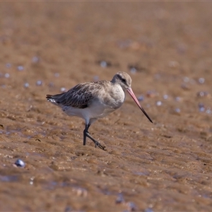 Limosa lapponica at Moruya Heads, NSW - 13 Mar 2025 12:56 PM