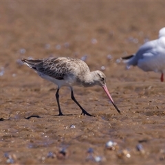 Limosa lapponica at Moruya Heads, NSW - 13 Mar 2025 12:56 PM