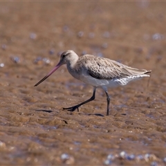 Limosa lapponica at Moruya Heads, NSW - 13 Mar 2025 12:56 PM