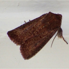 Dasygaster padockina (Tasmanian Cutworm) at Mount Stuart, TAS - 13 Mar 2025 by VanessaC