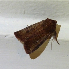 Dasygaster padockina at Mount Stuart, TAS - suppressed