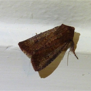 Dasygaster padockina at Mount Stuart, TAS - suppressed