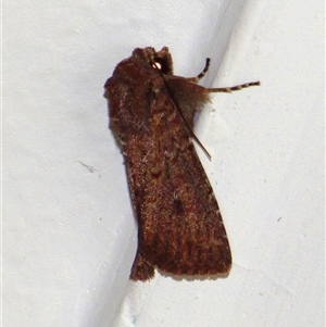 Dasygaster padockina at Mount Stuart, TAS - suppressed