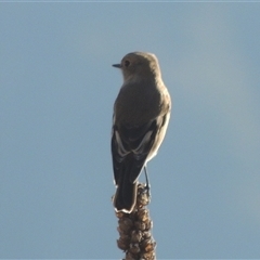 Petroica phoenicea at Kambah, ACT - 27 Apr 2024 04:16 PM