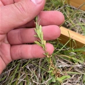 Epilobium billardiereanum subsp. cinereum at Mount Clear, ACT - 18 Feb 2025 11:23 AM