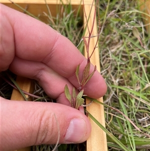 Rumex acetosella at Mount Clear, ACT - 18 Feb 2025 11:19 AM