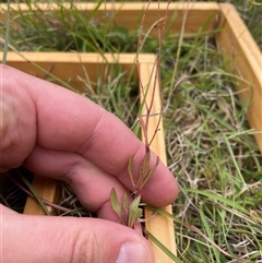 Rumex acetosella at Mount Clear, ACT - 18 Feb 2025 11:19 AM