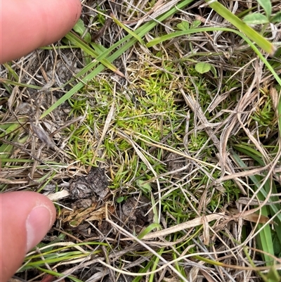 Scleranthus sp. (A Knawel) at Mount Clear, ACT - 18 Feb 2025 by JamesVandersteen