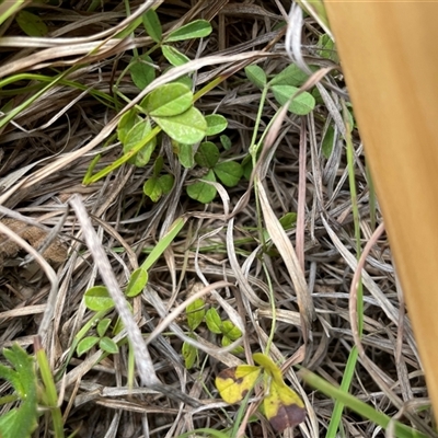 Grona varians (Slender Tick-Trefoil) at Mount Clear, ACT - 18 Feb 2025 by JamesVandersteen