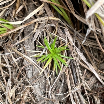 Scleranthus sp. (A Knawel) at Mount Clear, ACT - 18 Feb 2025 by JamesVandersteen