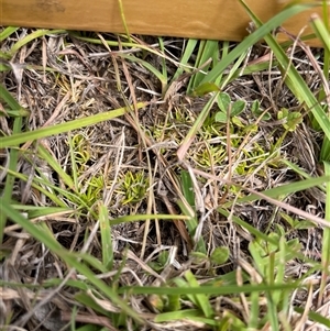 Scleranthus sp. at Mount Clear, ACT - 18 Feb 2025 11:41 AM