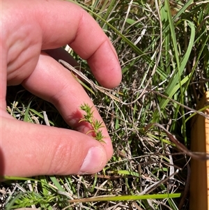 Scleranthus sp. at Mount Clear, ACT - 18 Feb 2025 12:00 PM