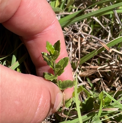 Veronica calycina (Hairy Speedwell) at Mount Clear, ACT - 18 Feb 2025 by JamesVandersteen