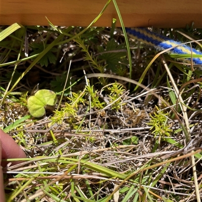 Scleranthus diander (Many-flowered Knawel) at Mount Clear, ACT - 18 Feb 2025 by JamesVandersteen