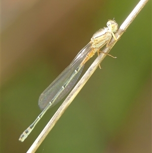 Xanthagrion erythroneurum at Braemar, NSW - 5 Mar 2025 09:23 AM