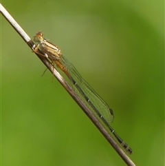 Xanthagrion erythroneurum at Braemar, NSW - 5 Mar 2025 09:23 AM